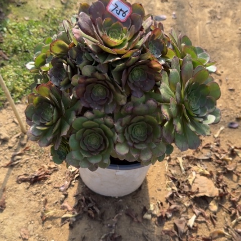 7-56中班多肉植物