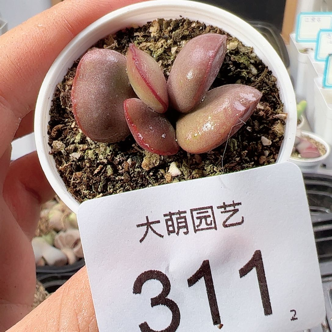 0000311 肉锥一物一拍……