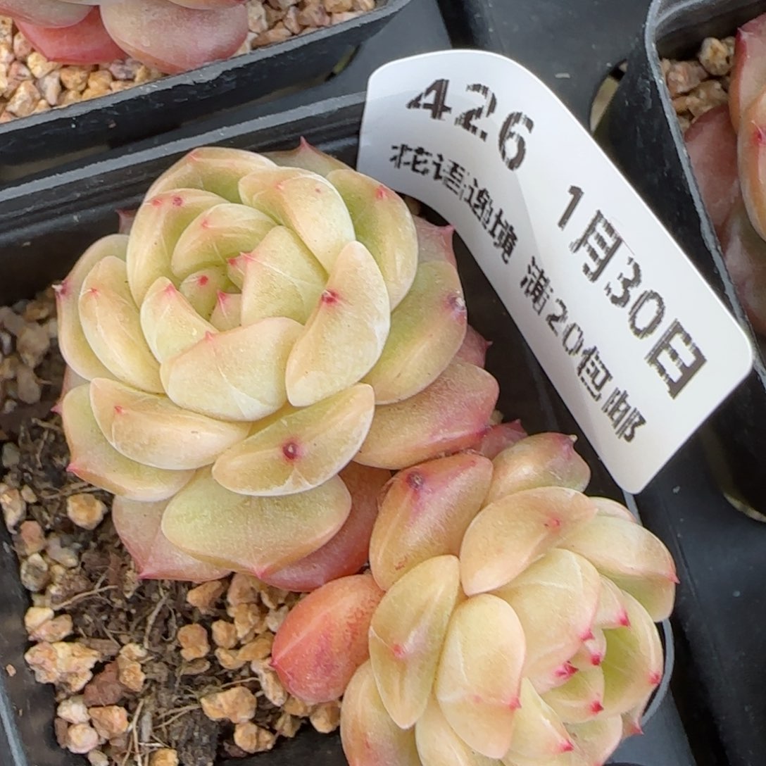 花语逸镜0130-426