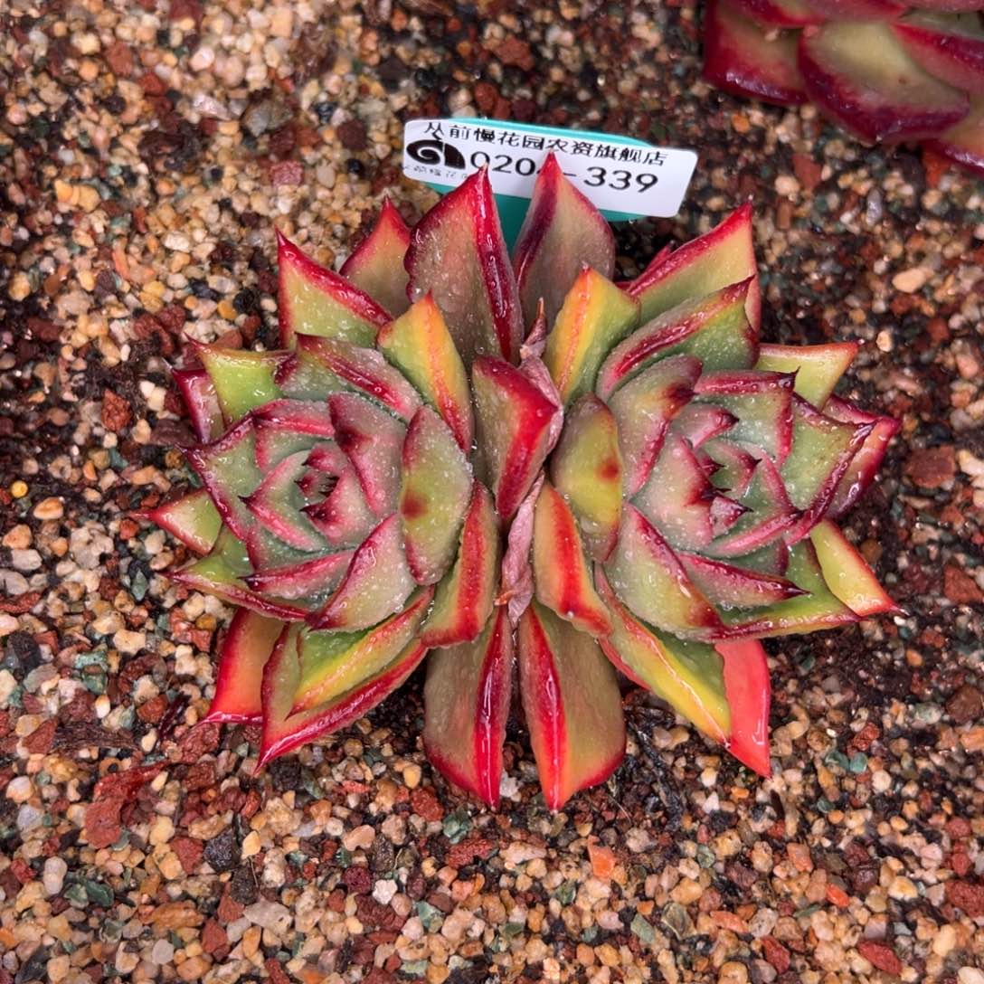 多肉一物一拍0204-339