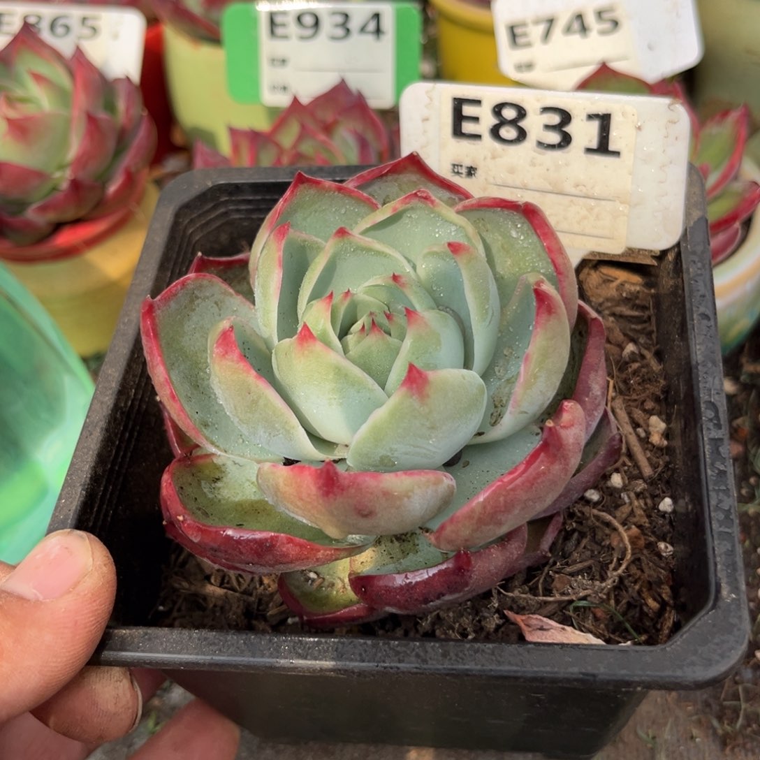 惊鸿一瞥831号多肉