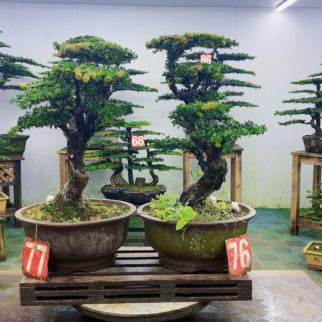 完全开放罗汉松盆景艺术