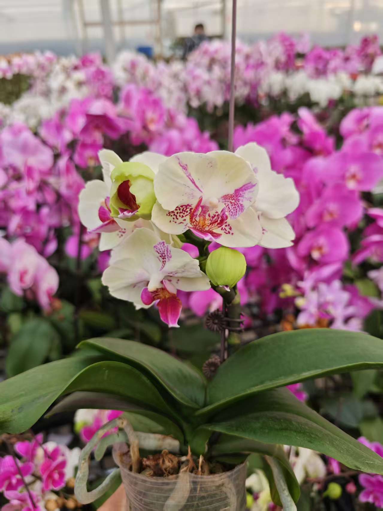 高品质蝴蝶兰【绿熊】带花剑带花苞四季开花室内好养盆栽