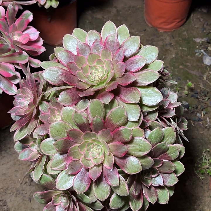 多肉植物莲花座23