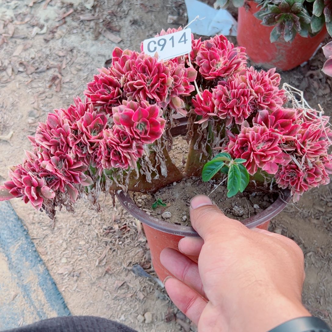 914粉女巫女缀化多肉植物法师多肉
