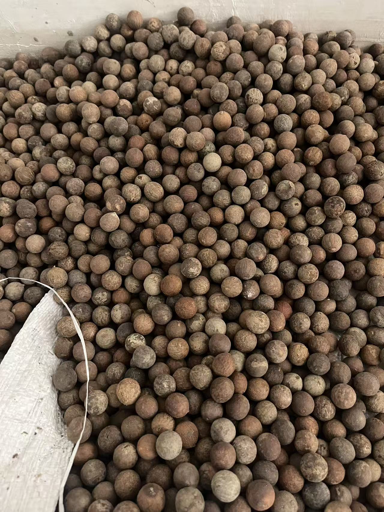 菩提根原果（15MM左右）