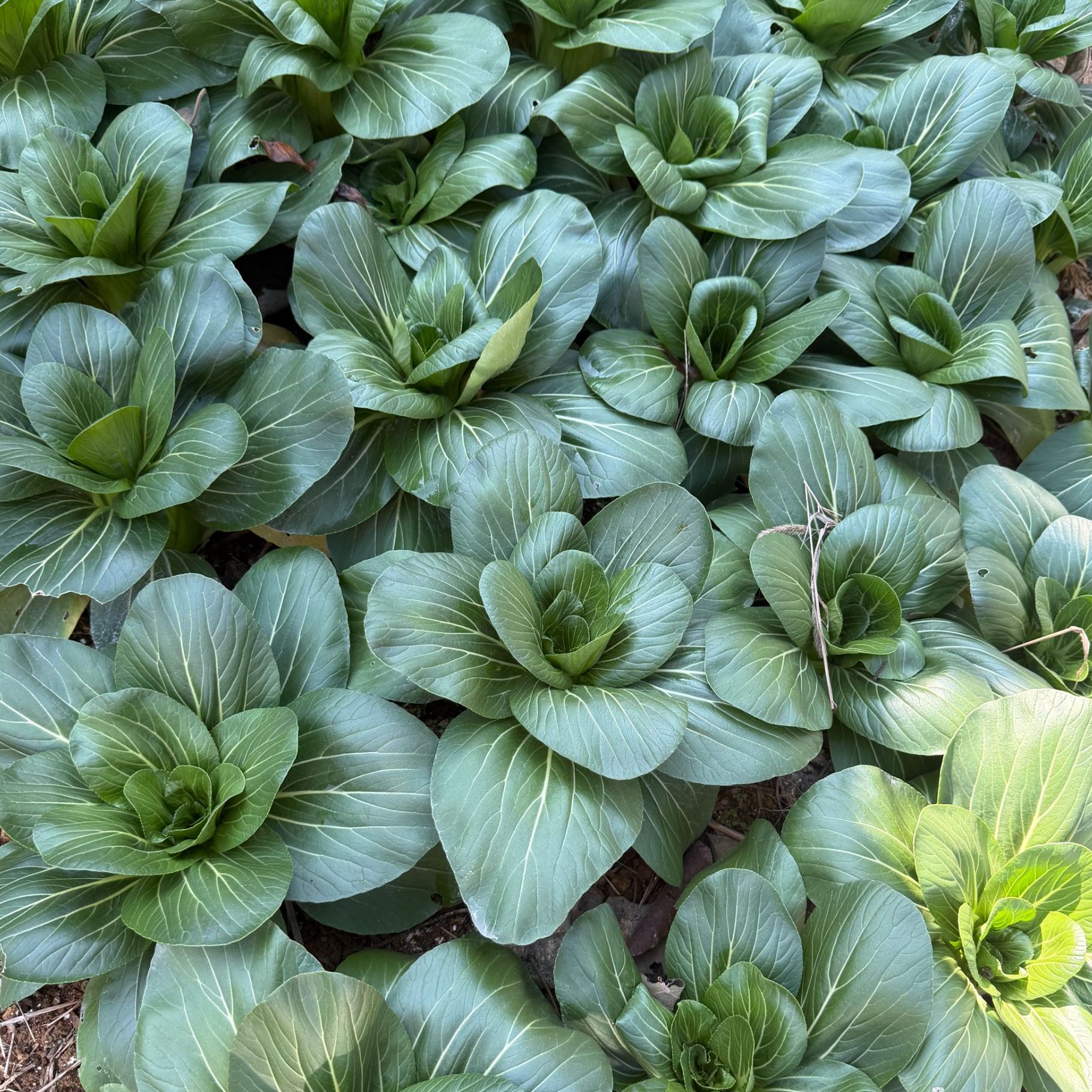 【霜冻白菜】上海青新鲜软糯现摘现发