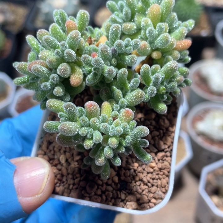 692冰晶枝干植物