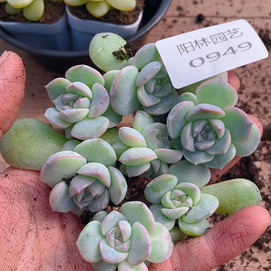 多肉植物多肉植物949