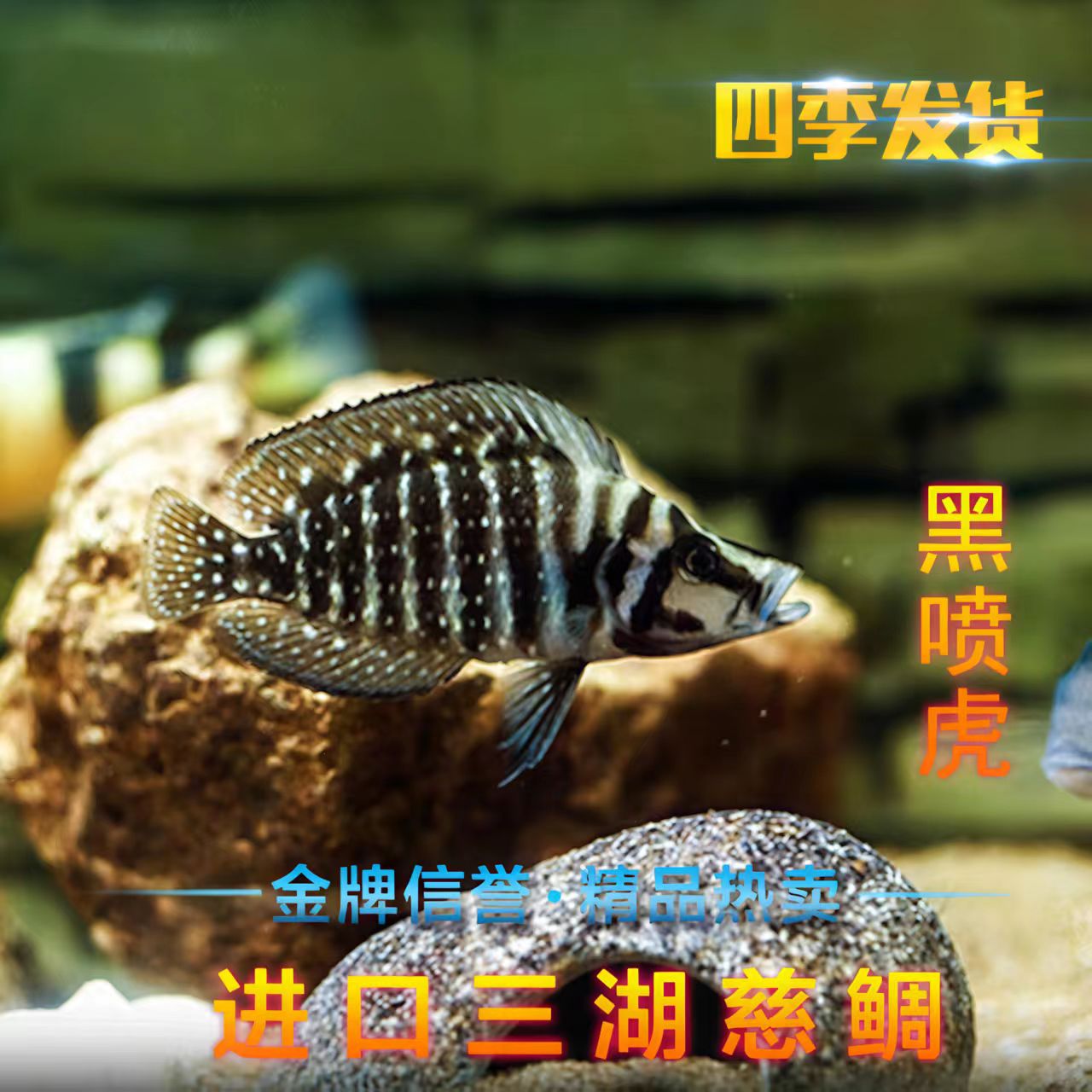 黑喷虎 南美精品观赏鱼 慈鲷鱼 好养易活