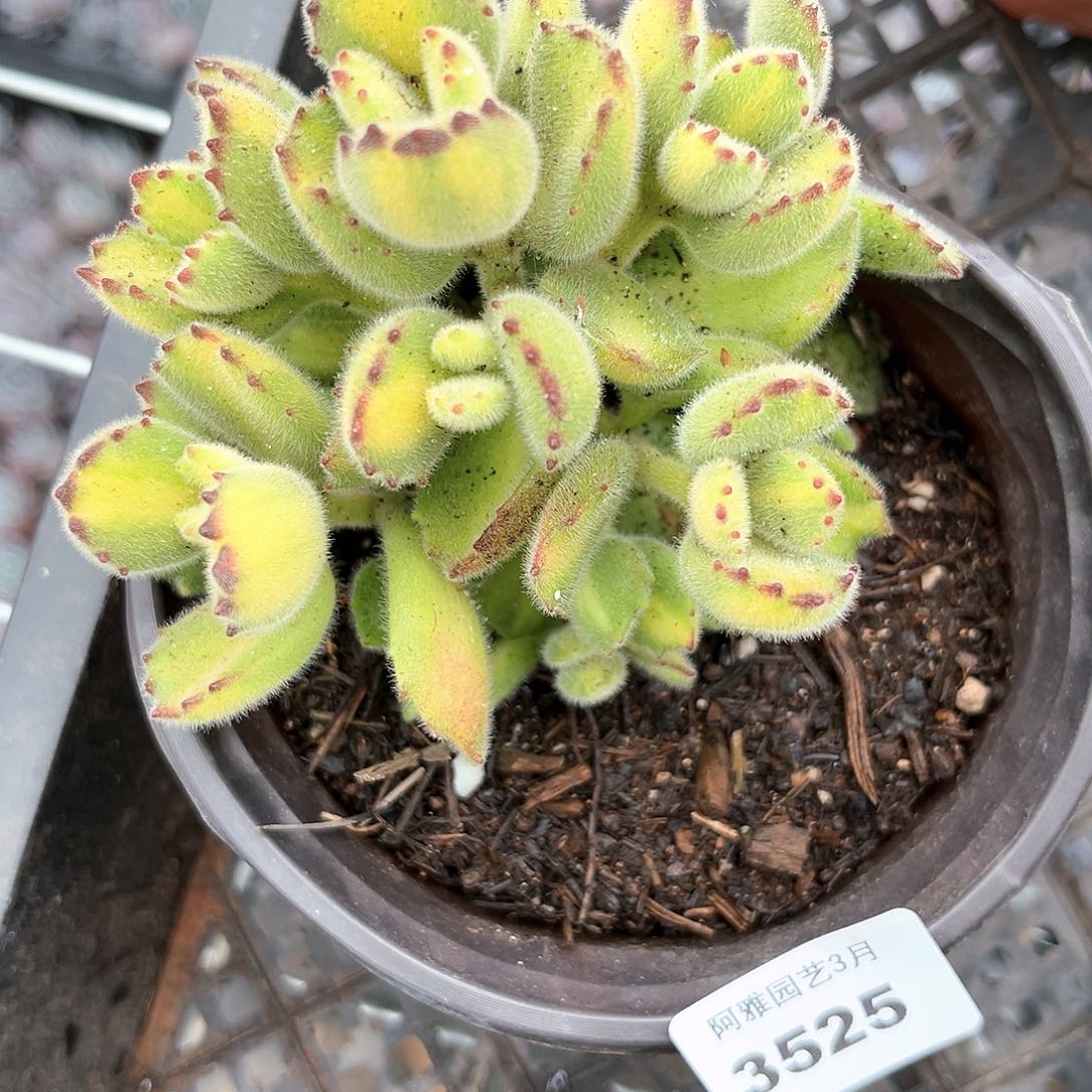 阿雅园艺。    3525