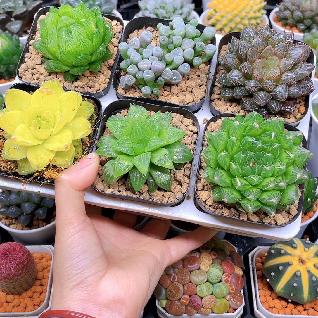 玉露六件套多肉，原盆