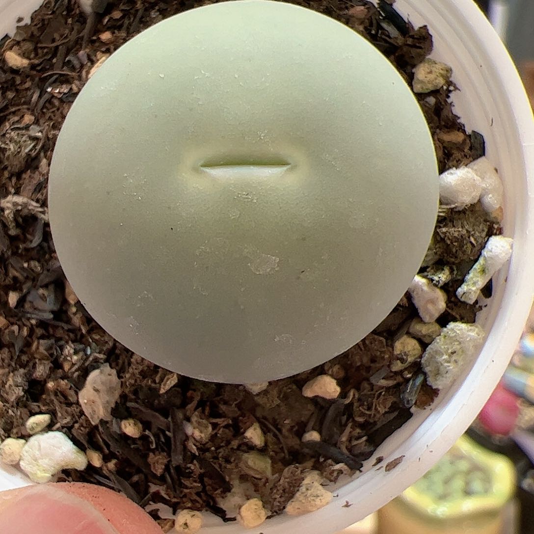 【闪购商品】368 鸽子蛋