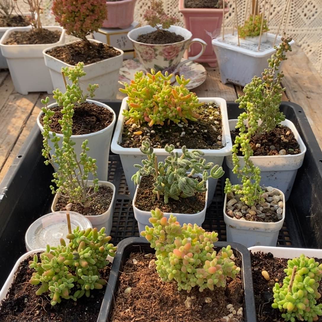 枝干番杏多肉植物446