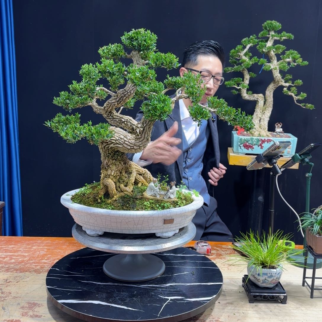 黄杨室内室外盆景艺术