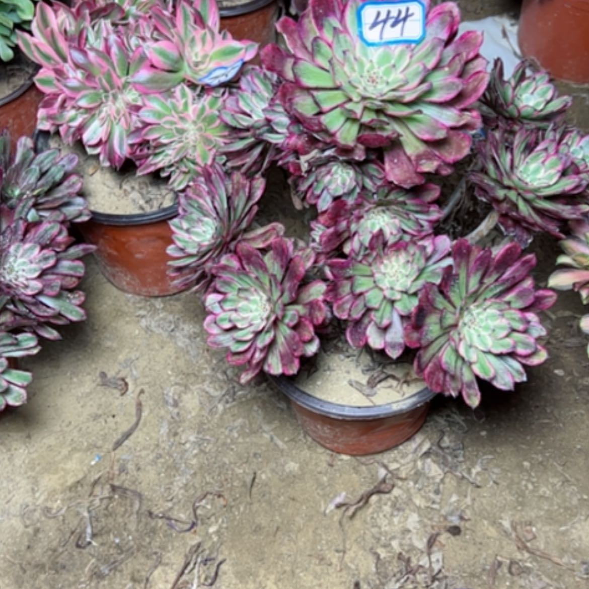 【闪购商品】多肉植物紫霞44