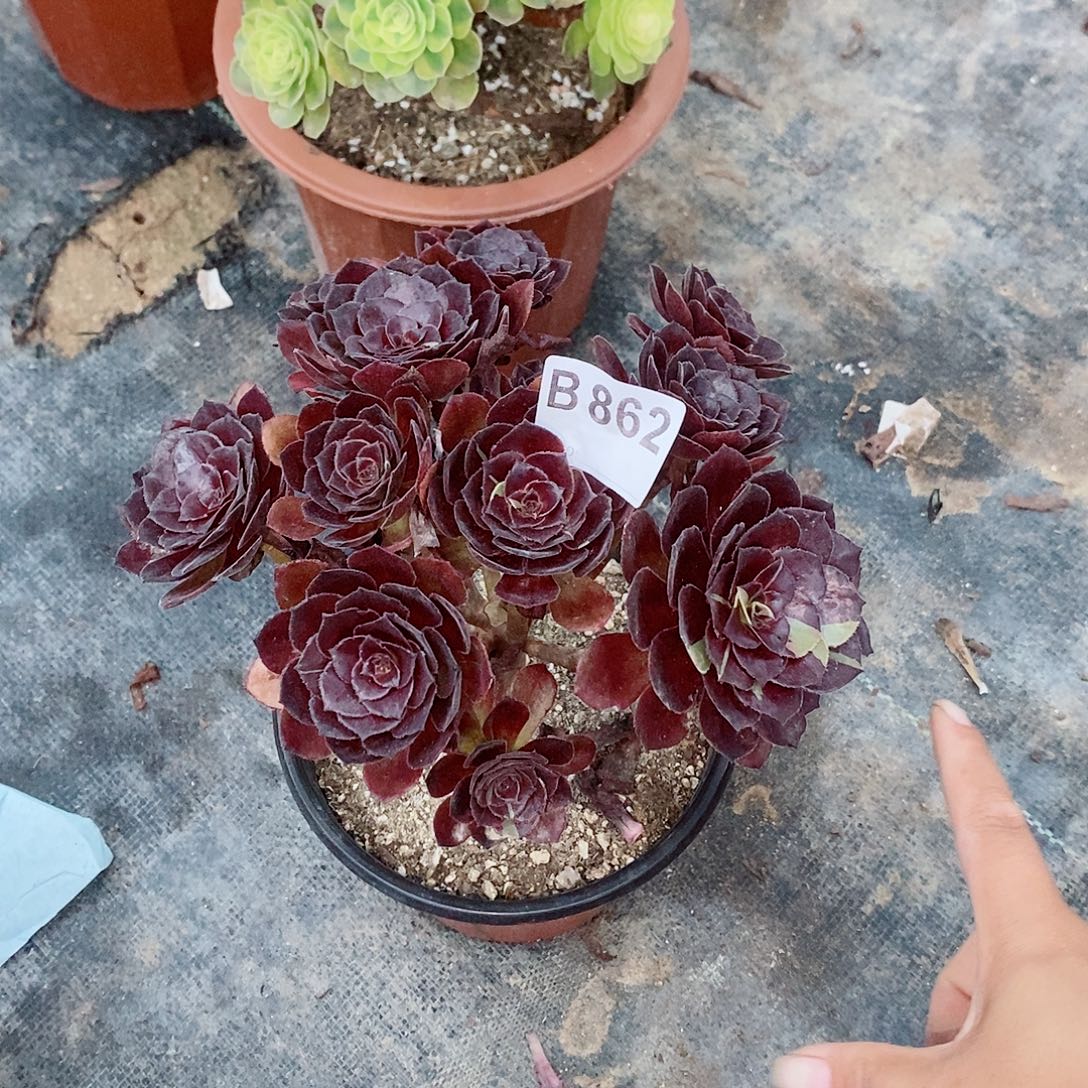 花花公子862多肉11111