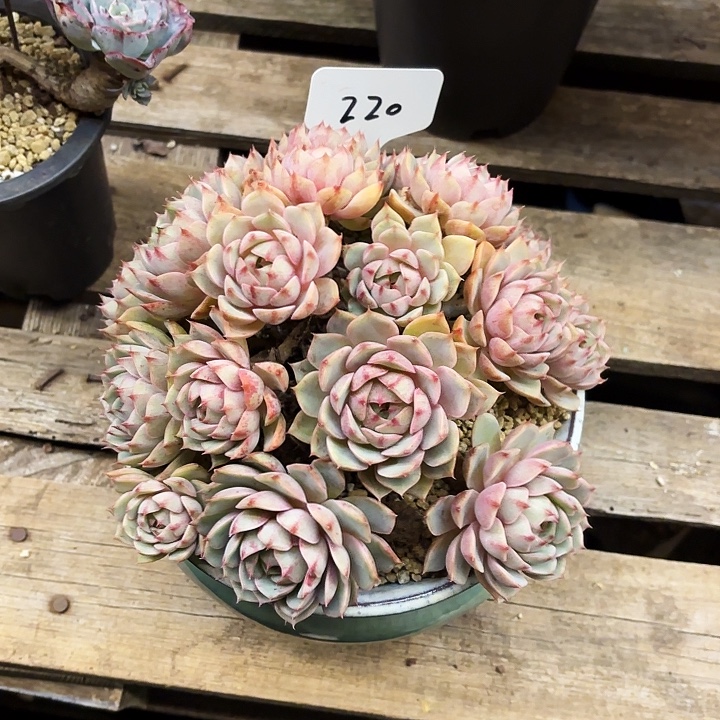 多肉植物，笨吧蒂斯220号