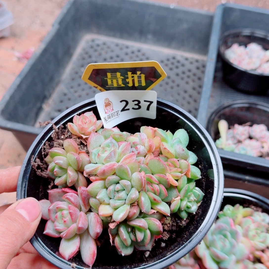 多肉植物多肉植物