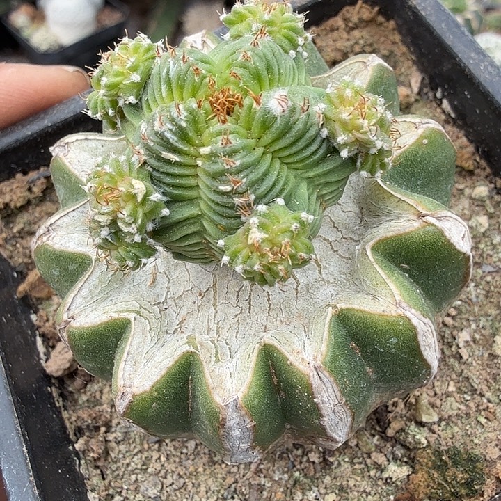 苗姐五星华龙群头0336