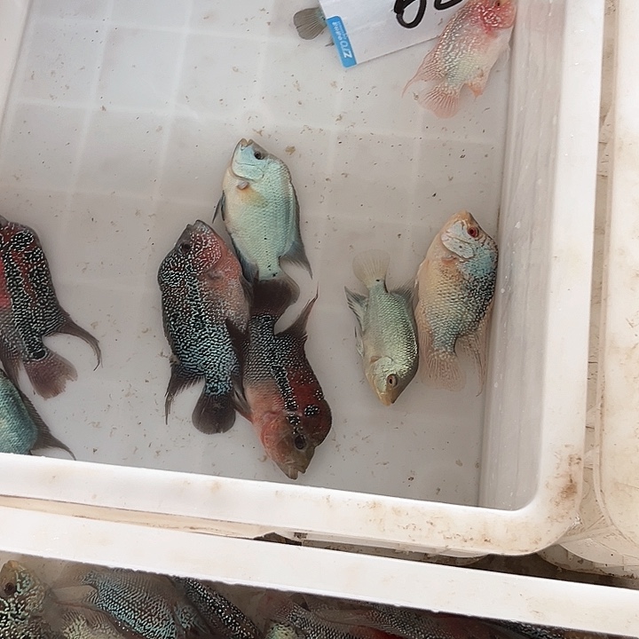 海水热带鱼………0噢噢噢噢噢噢噢