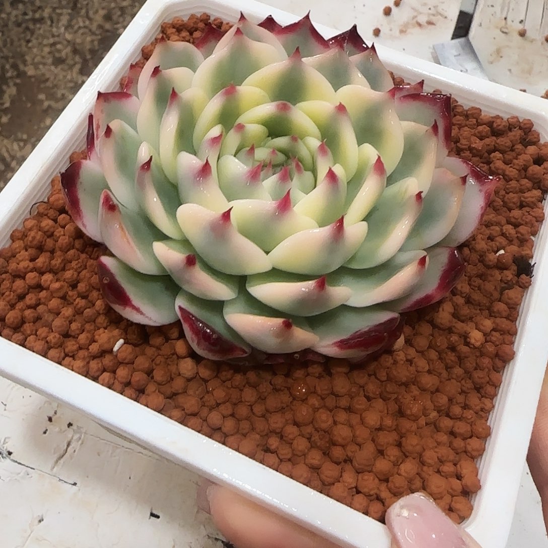 吉娃娃锦多肉植物