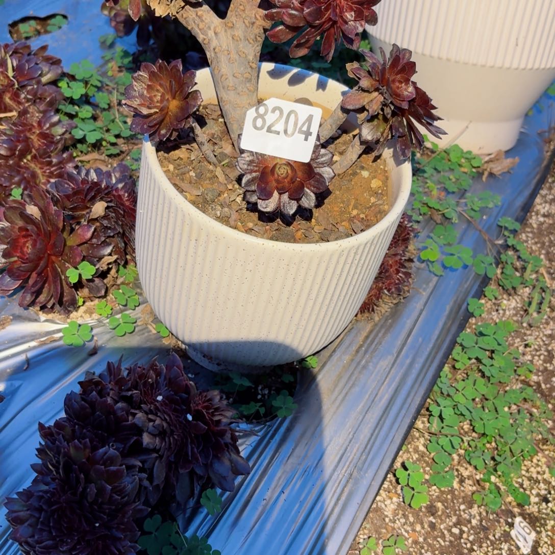 我8204 号多肉法师特价