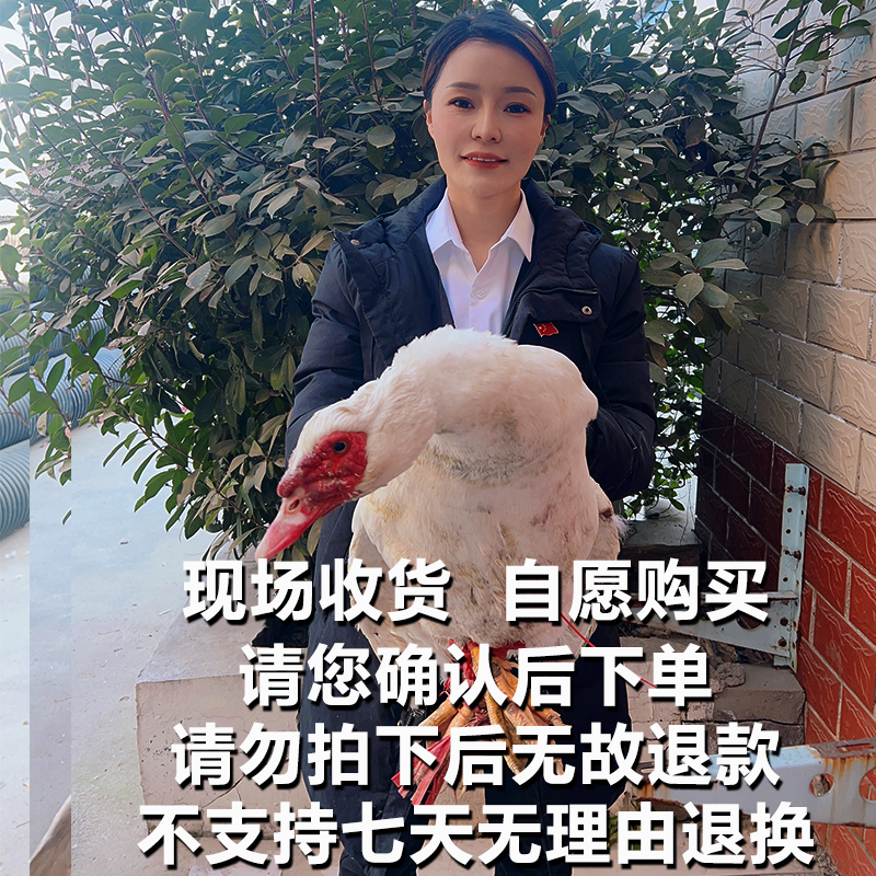 A4【鸳鸯2年提前称重】自愿购买 河南农村土特产