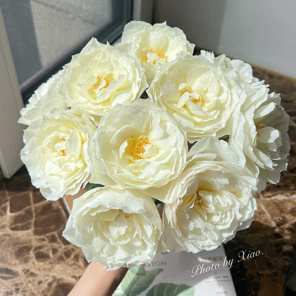 （绿光欧月）欧月灵魂10支！三件顺丰空运20%不售后