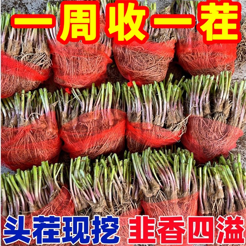 新韭菜根香韭菜小叶韭菜根老品种紫红根细叶笨韭菜苗本地土韭菜根