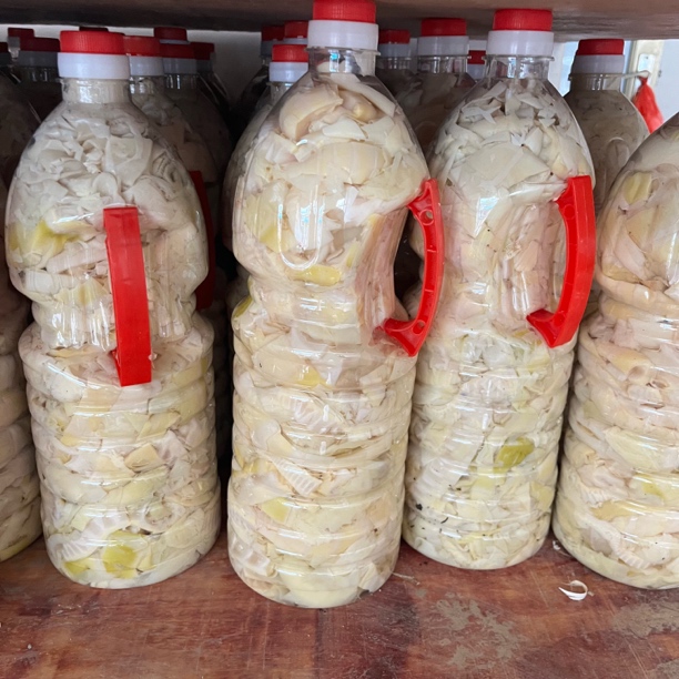 新鲜深山苦笋食用前泡一天水去苦去咸