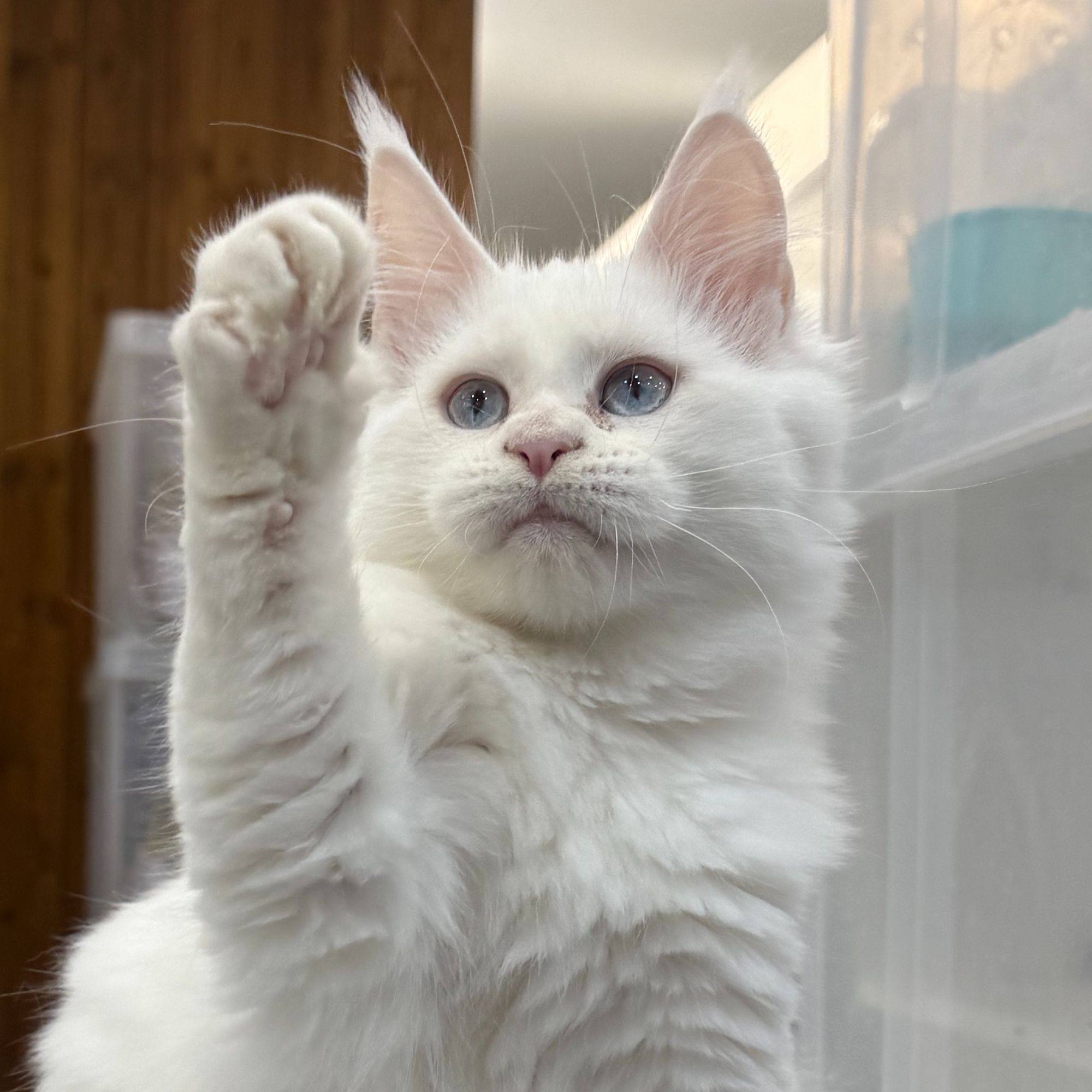 来了姊妹-纯白蓝眼缅因猫 16