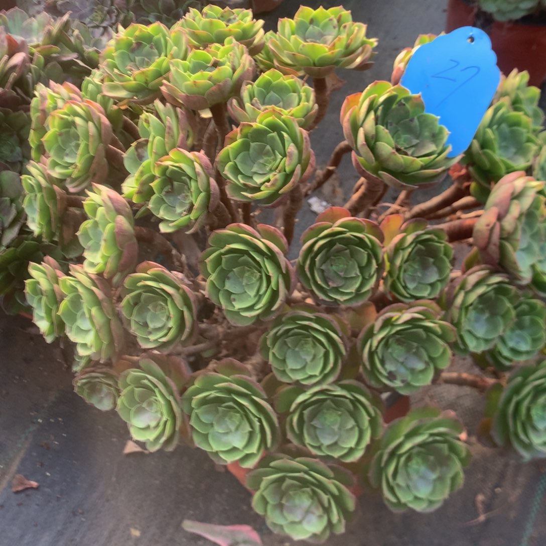 柳***娘27多多多多肉植物