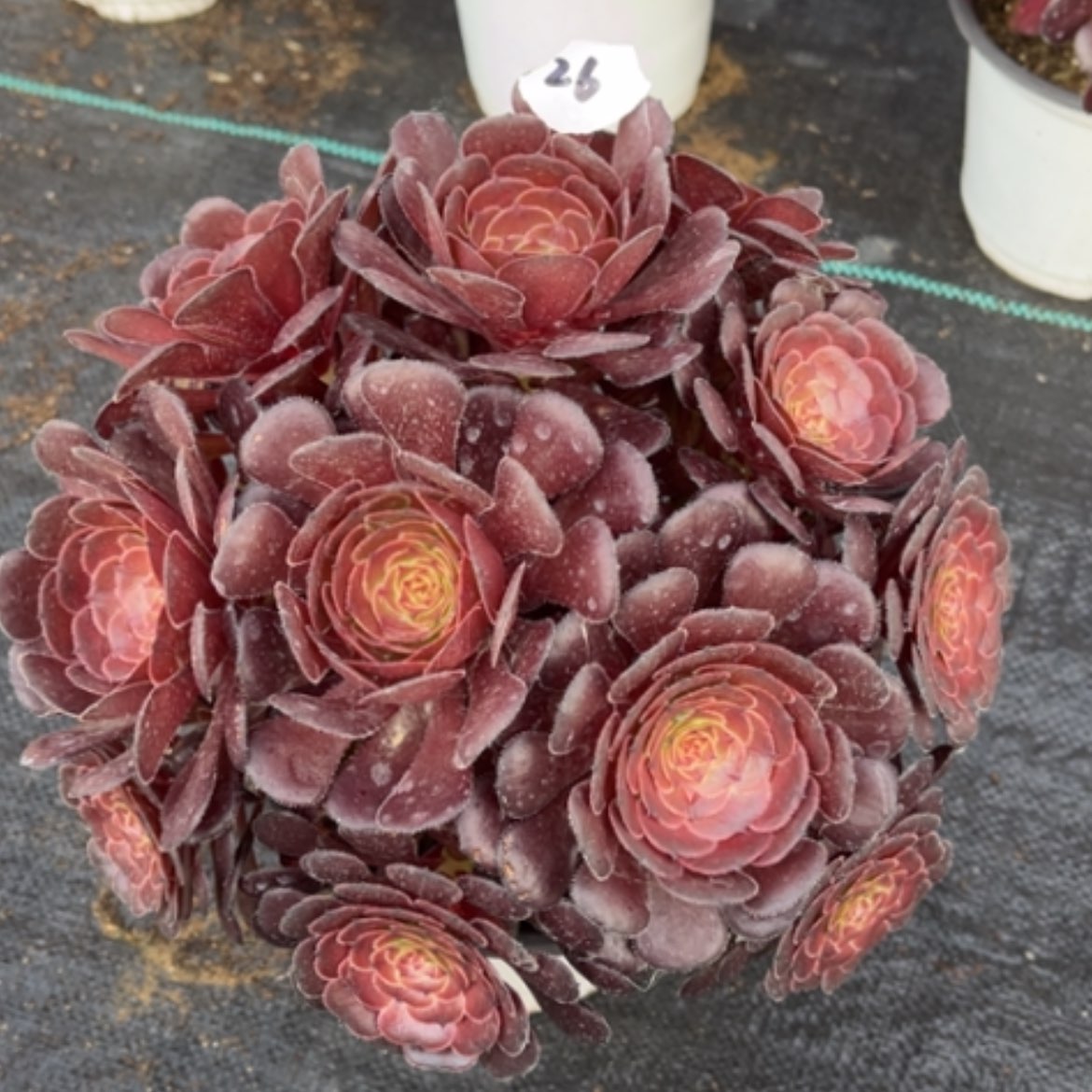 【闪购商品】26黑暗萝莉多肉法师