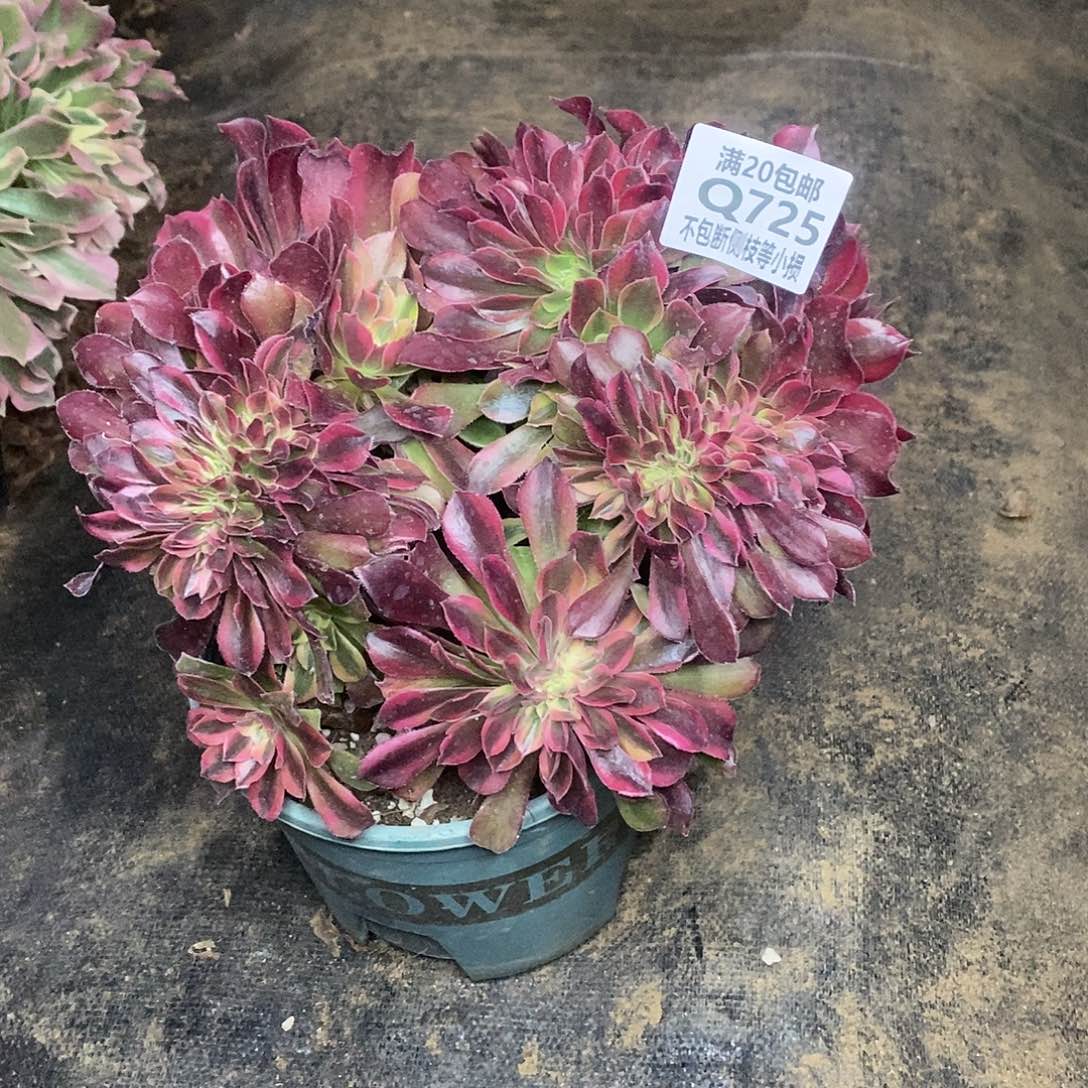 725香妃缀化多肉法师锦