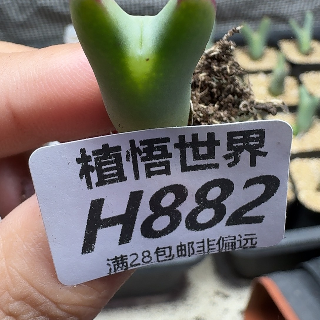 多肉植物的人生ghn
