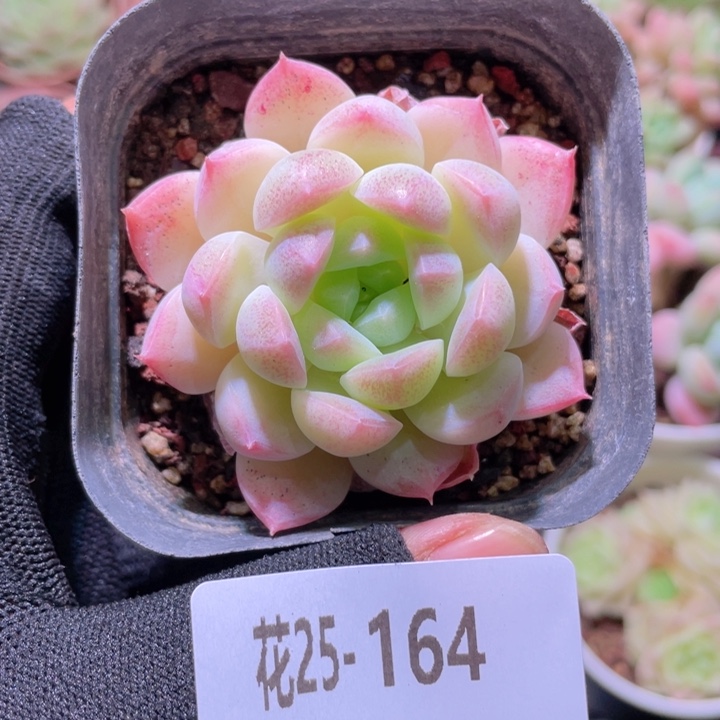 花利美25-164明月心