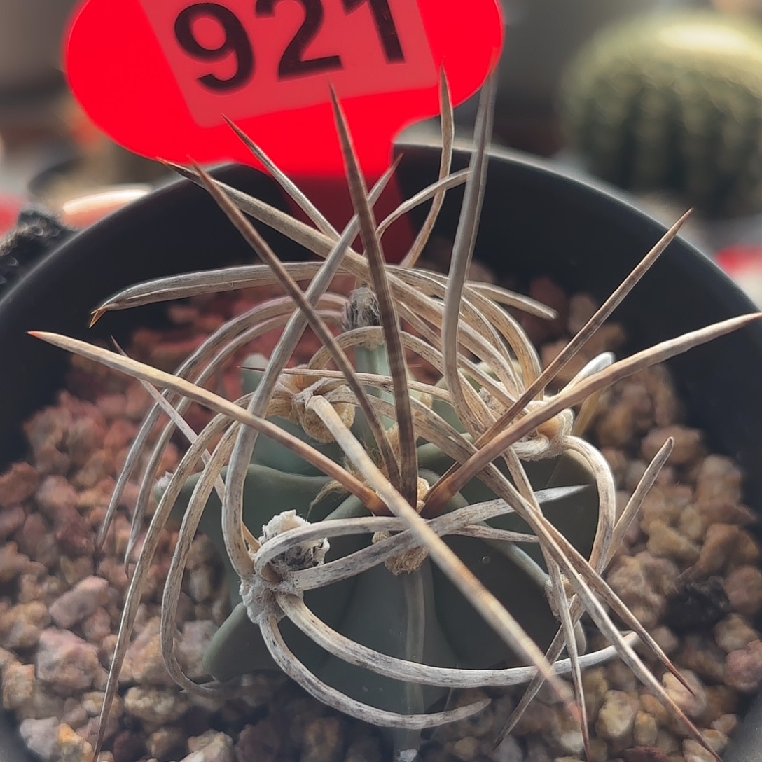 仙人球实生水牛角