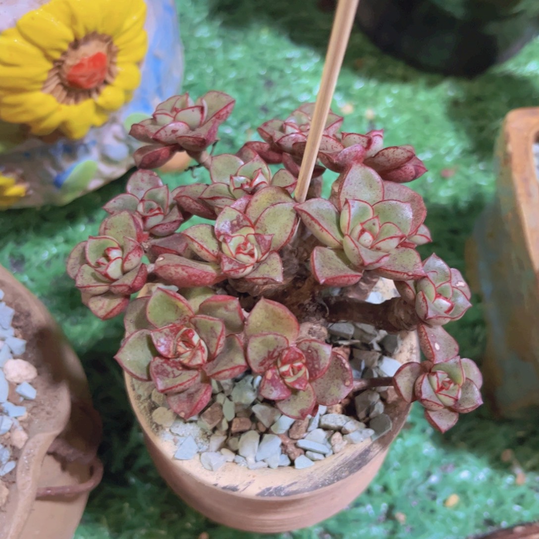 罗西玛杂02221多肉植物