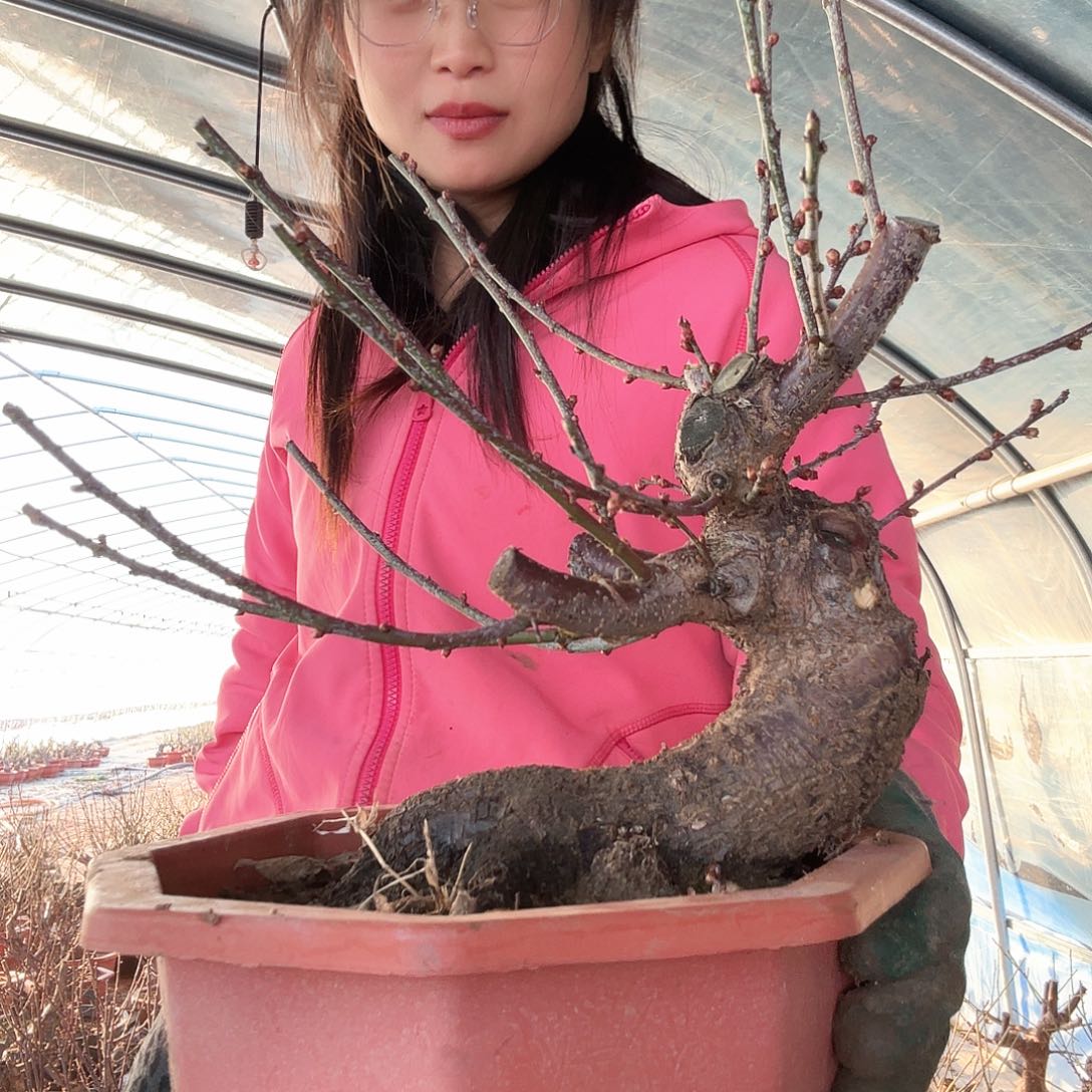 完全开放南京红梅花