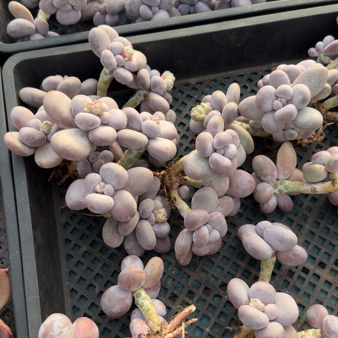 从前慢多肉精选编号1214.原始奶