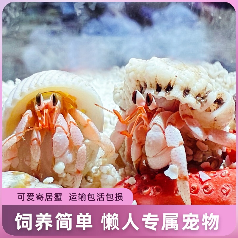 萌宠陆生寄居蟹活互动好养易活 桌面萌宠 淡水观赏蟹螃蟹儿童礼物