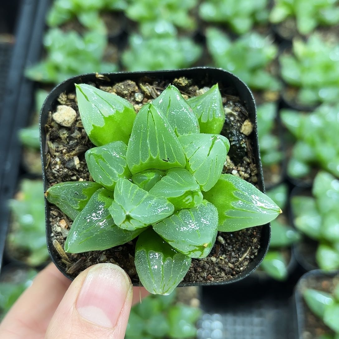 冰城寿多肉植物666