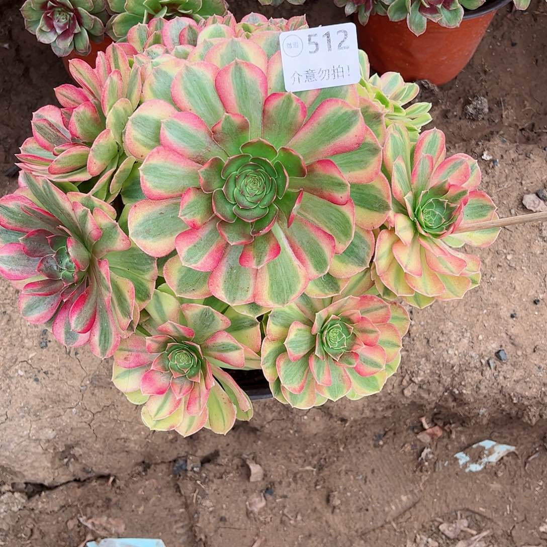 无花朵多肉植物512