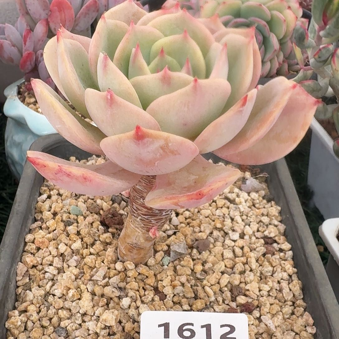 1612 卉卉精品多肉 非偏远地区浦28元包邮