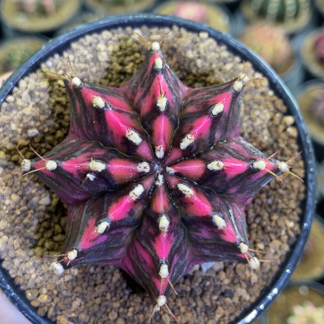 米哈星球0000000000102