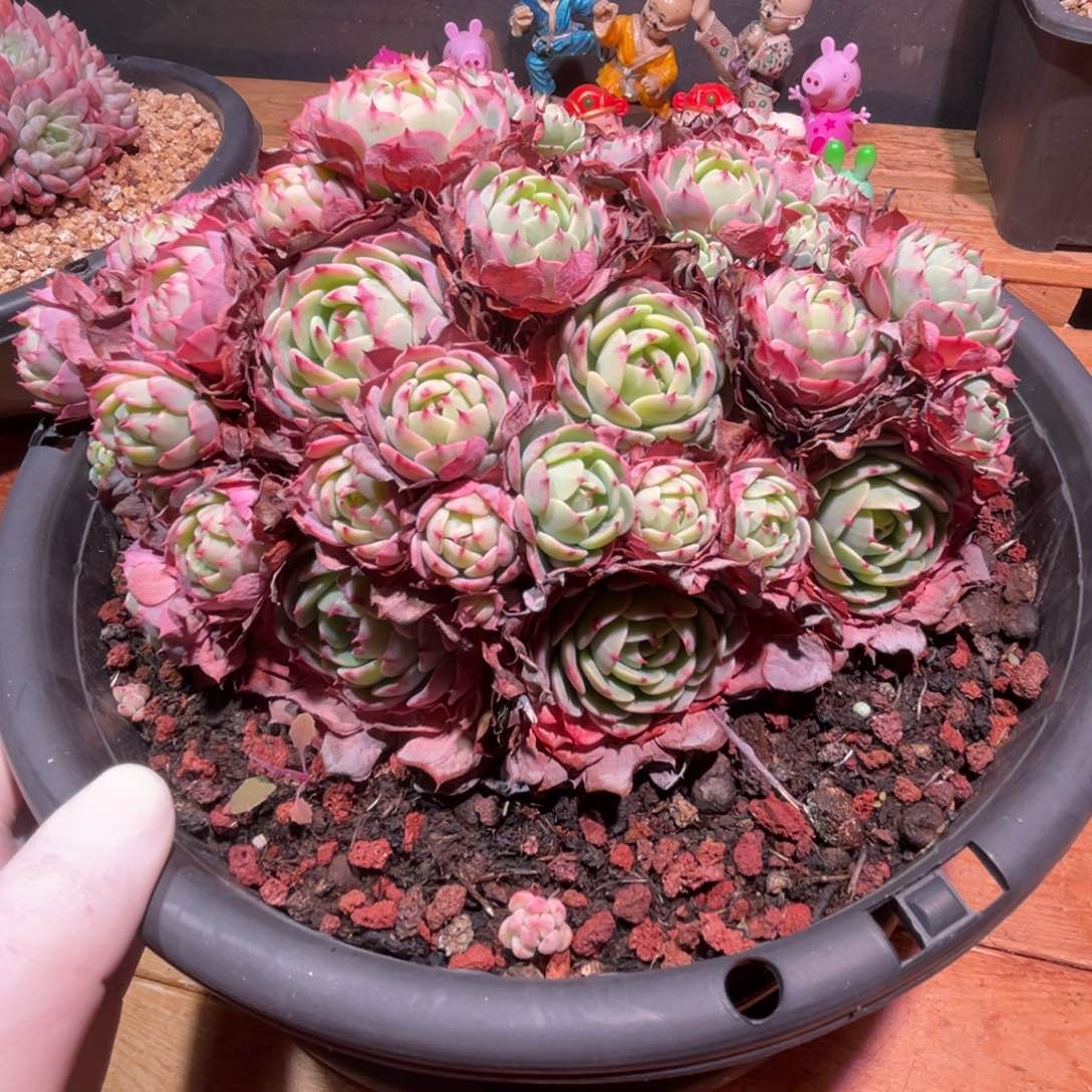 l**y一物一图，发货