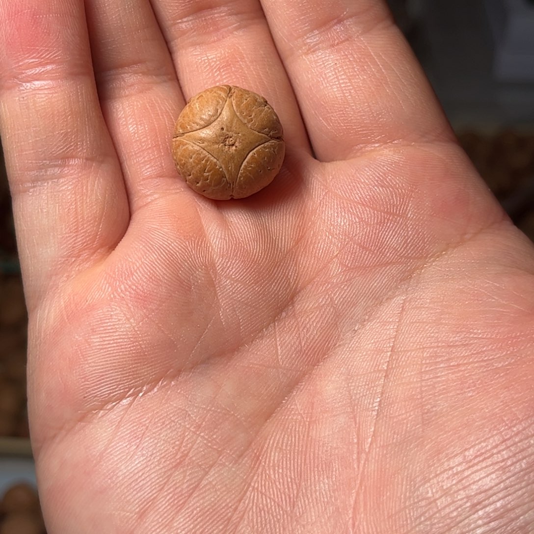 桃核吊坠18.4mm麒麟眼，开孔不退，偏远不包