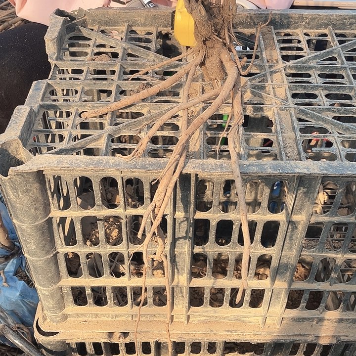 完全开放牡丹花开