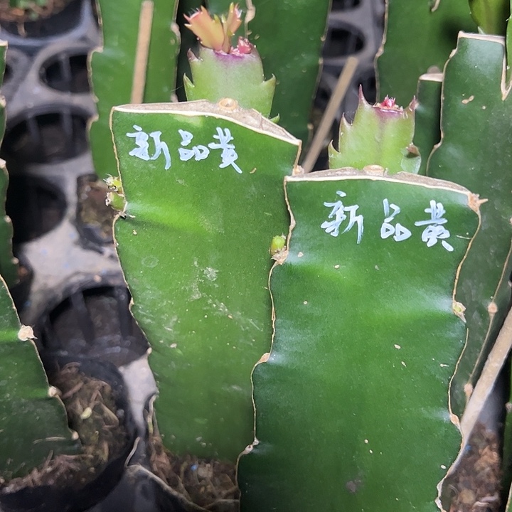 新品黄嫁接单片小苗一颗40